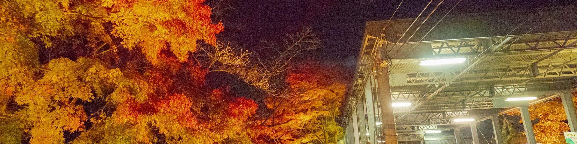筑波山ケーブルカー もみじライトアップ Not Bad View Japan